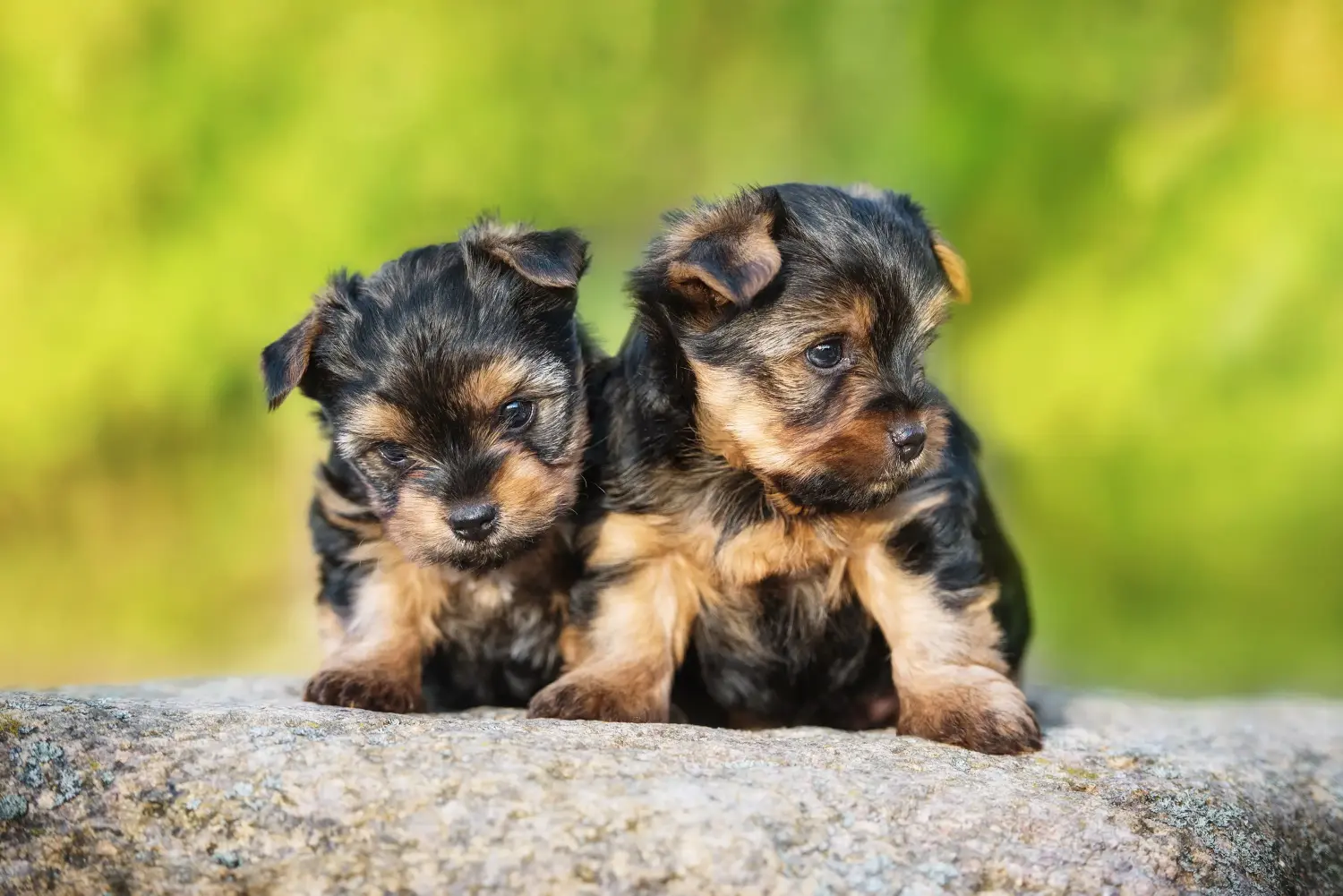 Buying a Yorkshire Terrier puppy means taking responsibility! Buy Yorkshire Terrier puppies.