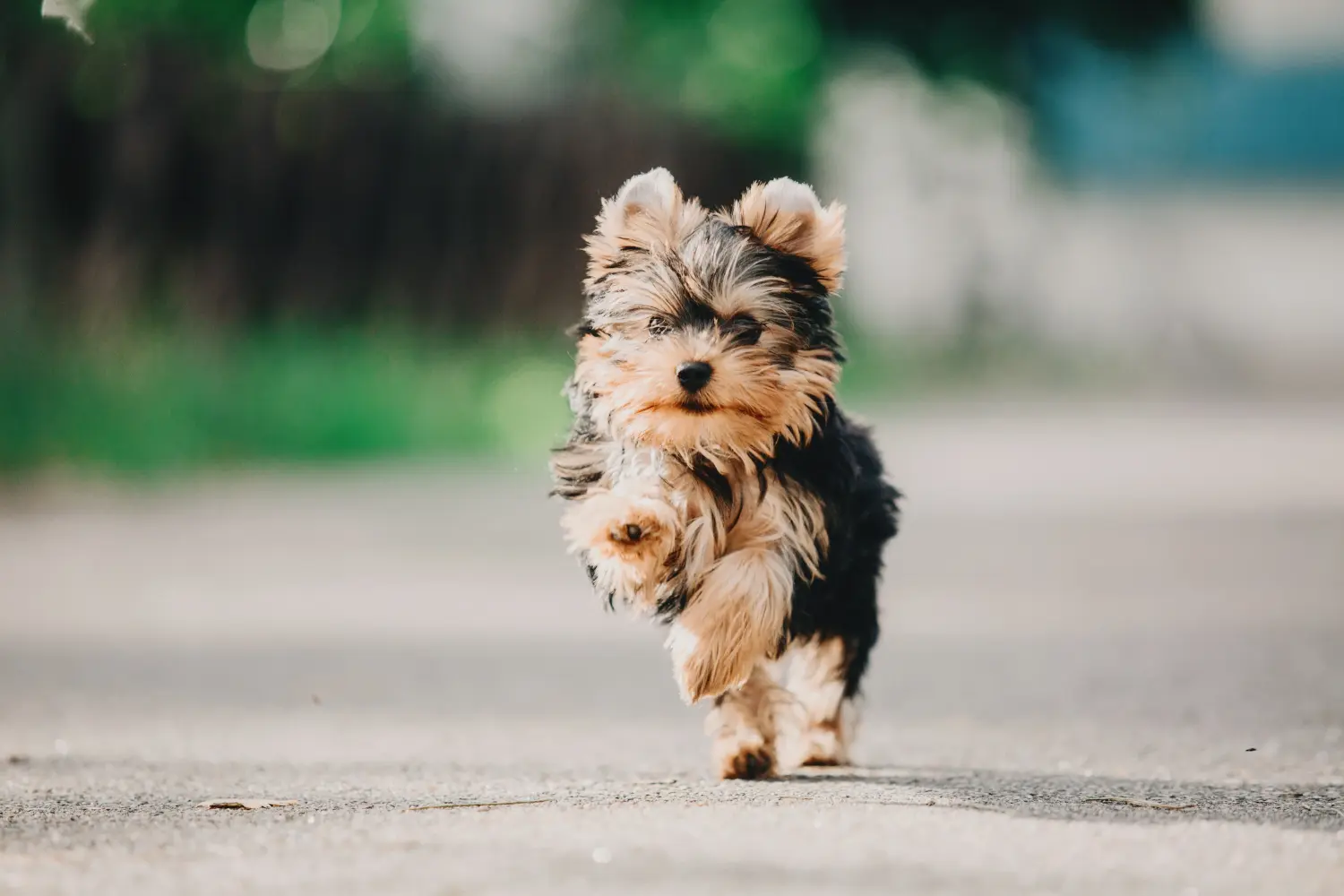 Buying a Yorkshire Terrier puppy means taking responsibility! Buy Yorkshire Terrier puppies.