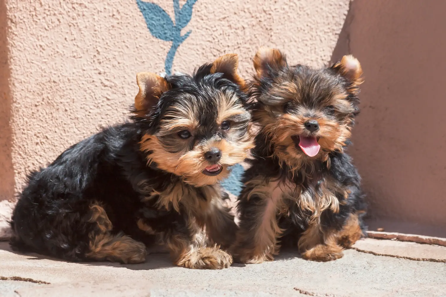 Buying a Yorkshire Terrier puppy means taking responsibility! Buy Yorkshire Terrier puppies.