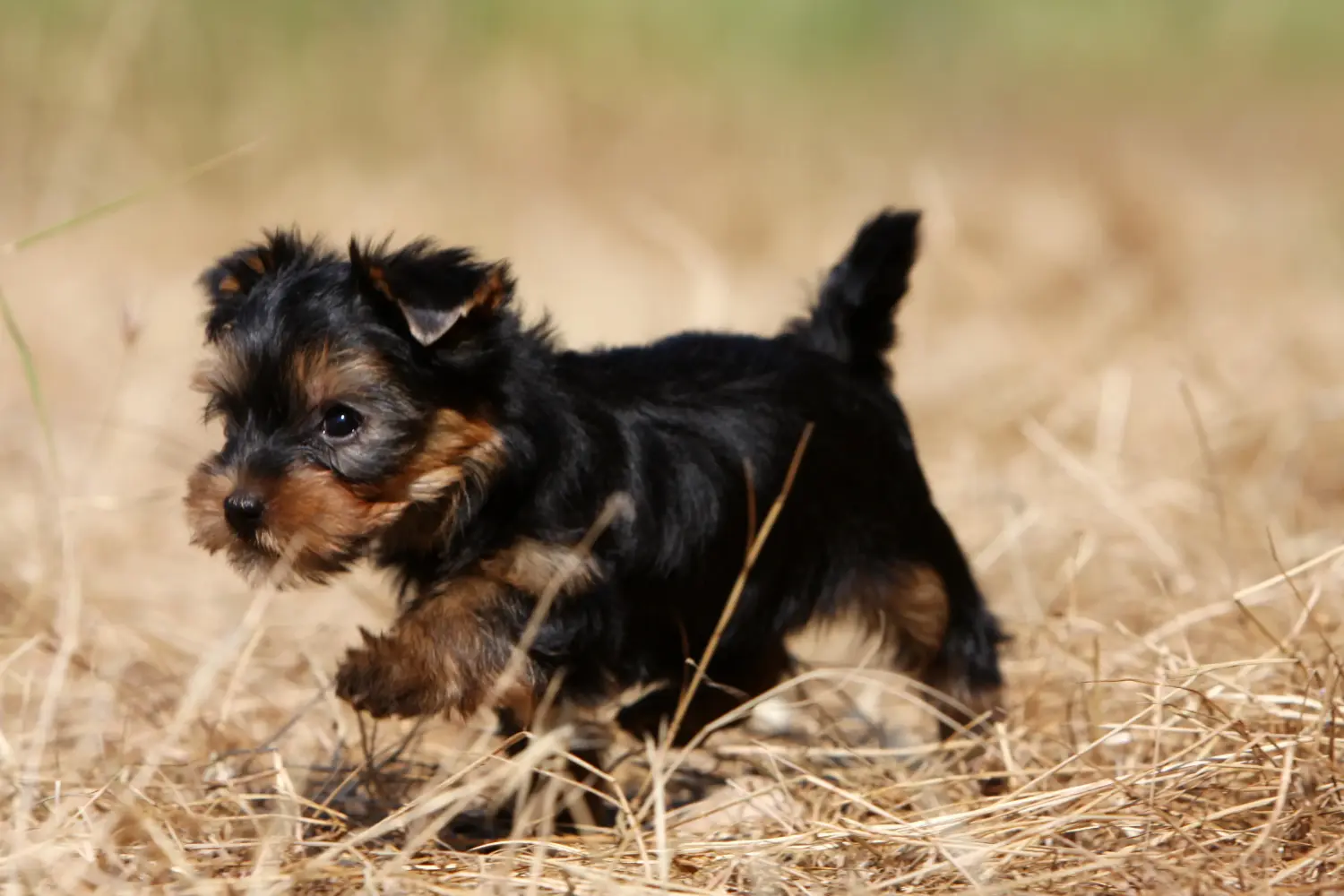 Buying a Yorkshire Terrier puppy means taking responsibility! Buy Yorkshire Terrier puppies.