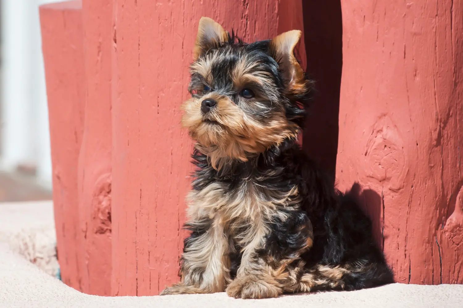 Buying a Yorkshire Terrier puppy means taking responsibility! Buy Yorkshire Terrier puppies.