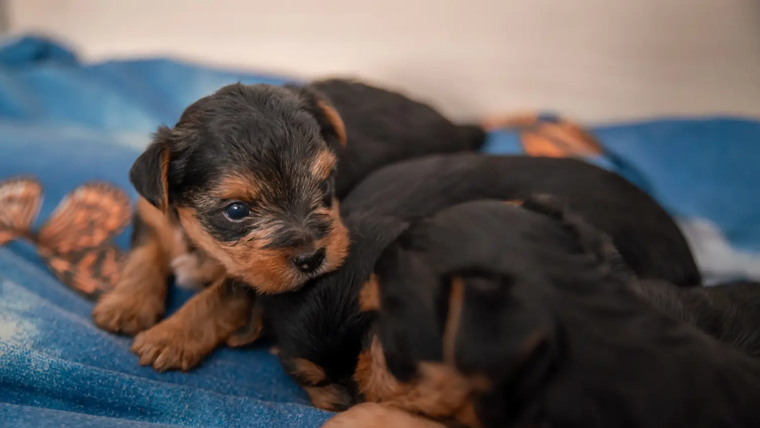 Buying a Yorkshire Terrier puppy means taking responsibility! Buy Yorkshire Terrier puppies.