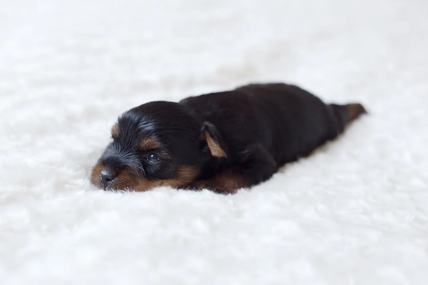 Buying a Yorkshire Terrier puppy means taking responsibility! Buy Yorkshire Terrier puppies.