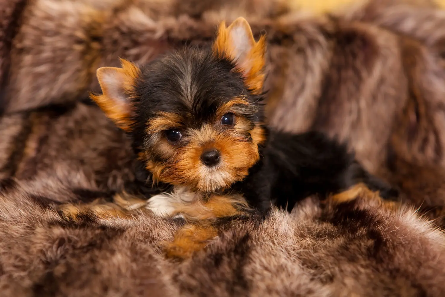 Buying a Yorkshire Terrier puppy means taking responsibility! Buy Yorkshire Terrier puppies.