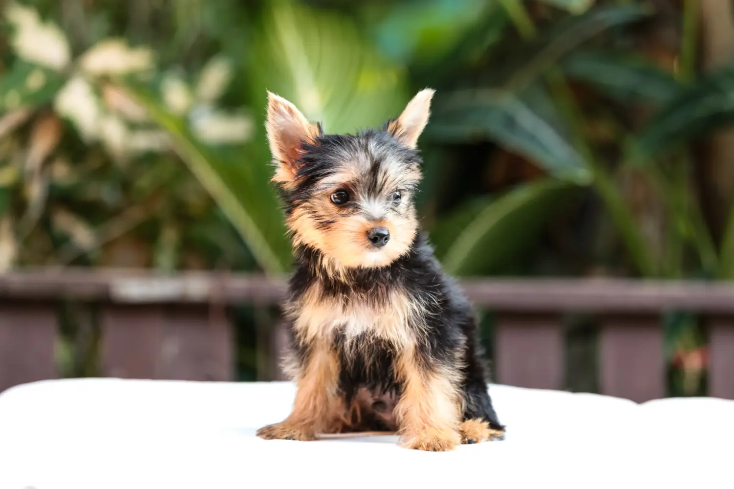 Buying a Yorkshire Terrier puppy means taking responsibility! Buy Yorkshire Terrier puppies.