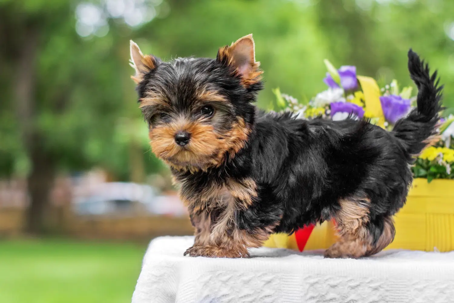 Buying a Yorkshire Terrier puppy means taking responsibility! Buy Yorkshire Terrier puppies.