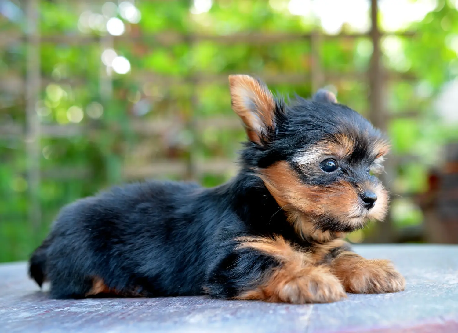 Buying a Yorkshire Terrier puppy means taking responsibility! Buy Yorkshire Terrier puppies.