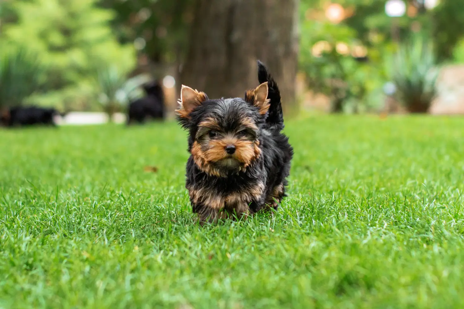 Buying a Yorkshire Terrier puppy means taking responsibility! Buy Yorkshire Terrier puppies.