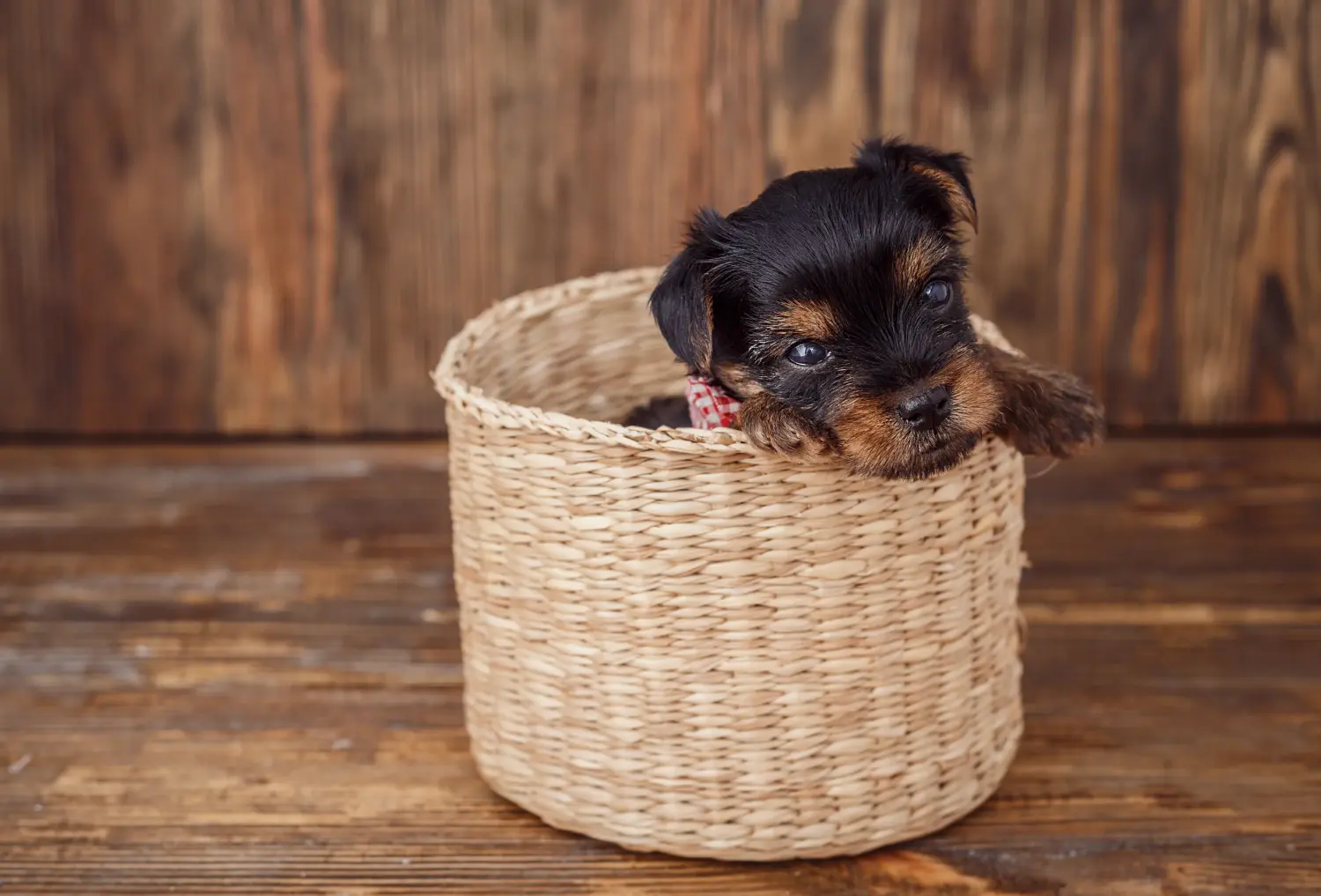 Buying a Yorkshire Terrier puppy means taking responsibility! Buy Yorkshire Terrier puppies.