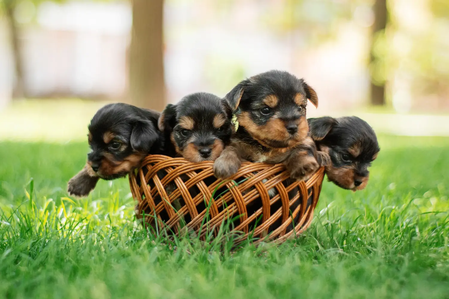Buying a Yorkshire Terrier puppy means taking responsibility! Buy Yorkshire Terrier puppies.