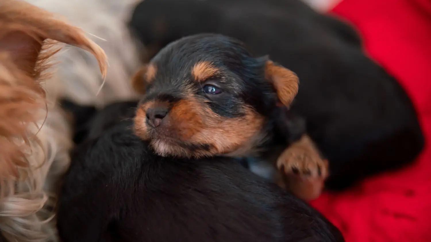 Buying a Yorkshire Terrier puppy means taking responsibility! Buy Yorkshire Terrier puppies.