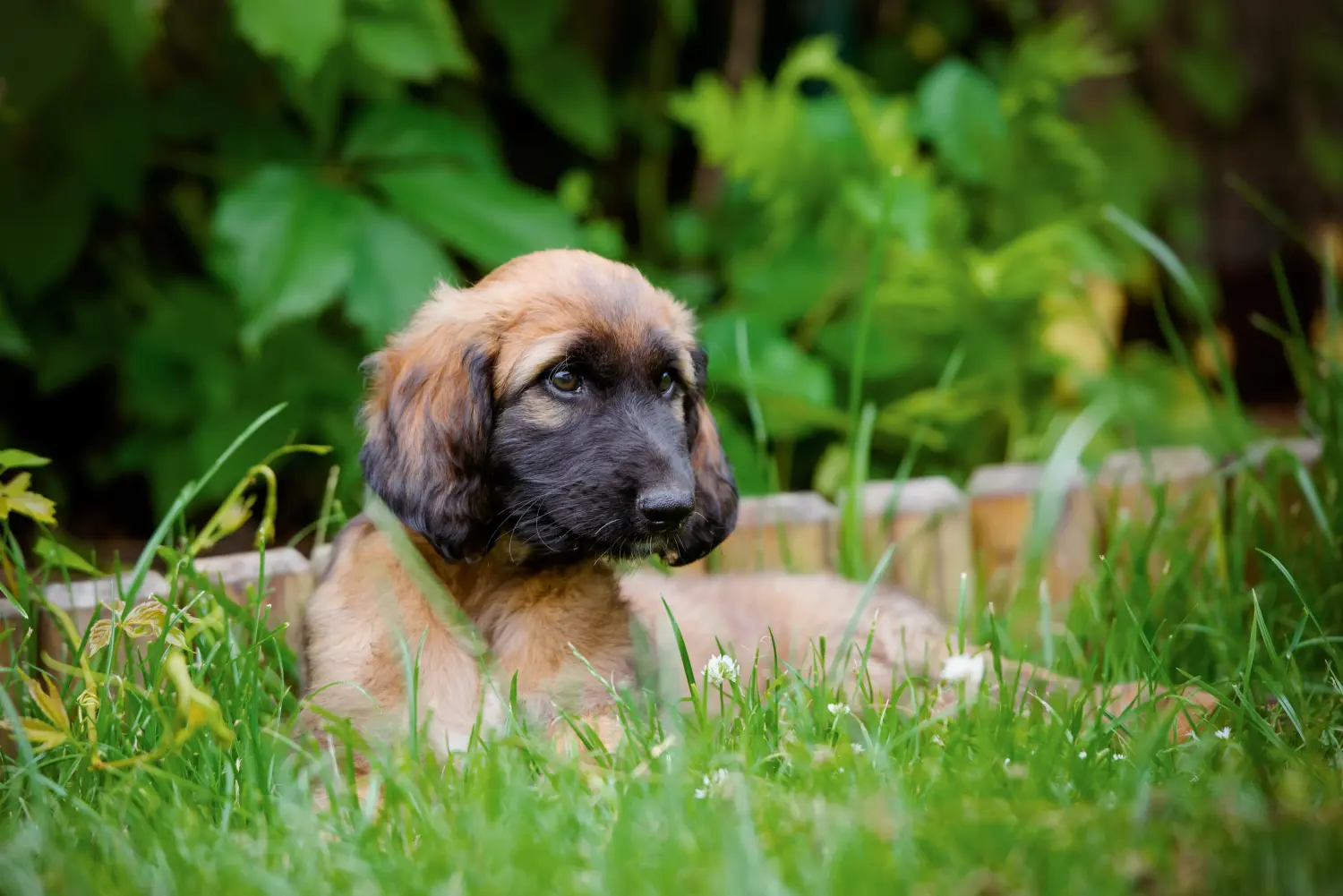 Buying an Afghan Hound puppy means taking responsibility! Buy Afghan Hound puppies.