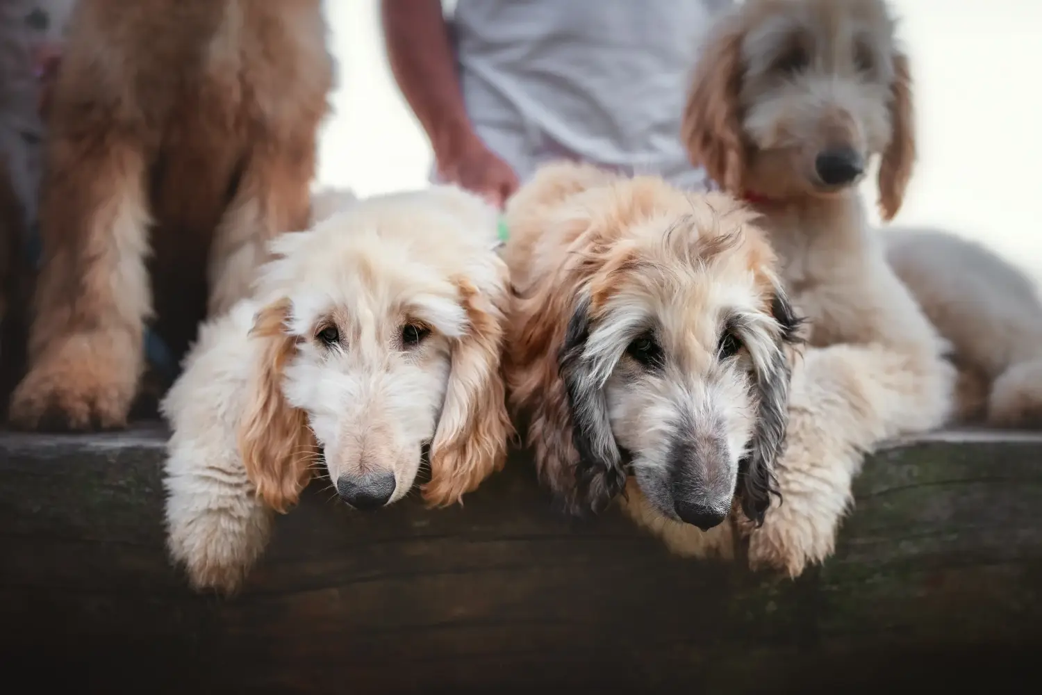 Buying an Afghan Hound puppy means taking responsibility! Buy Afghan Hound puppies.