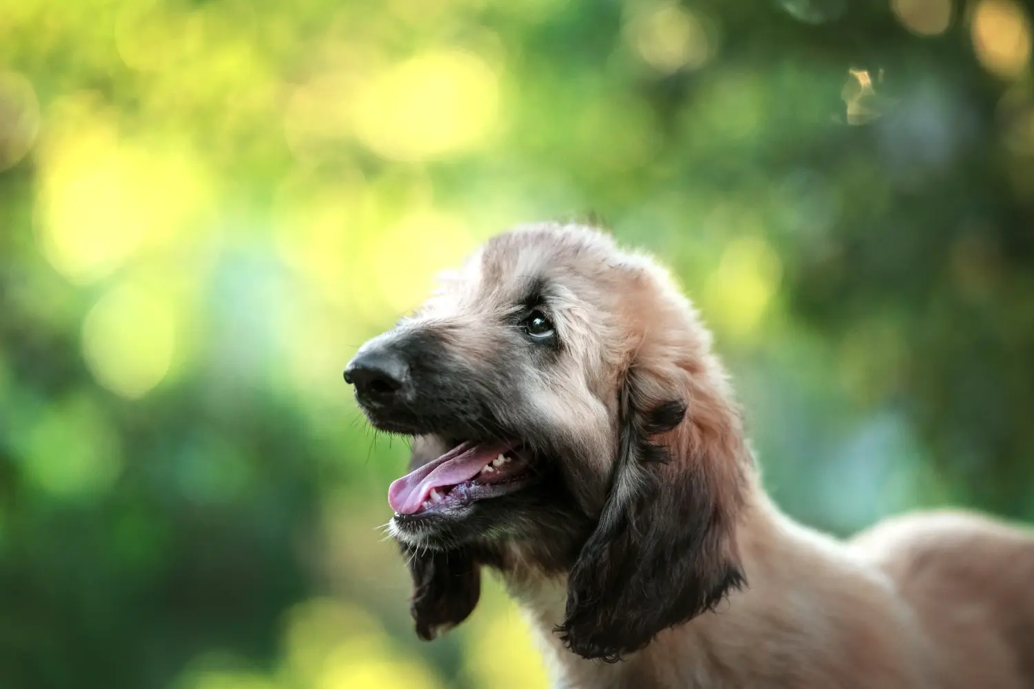 Buying an Afghan Hound puppy means taking responsibility! Buy Afghan Hound puppies.
