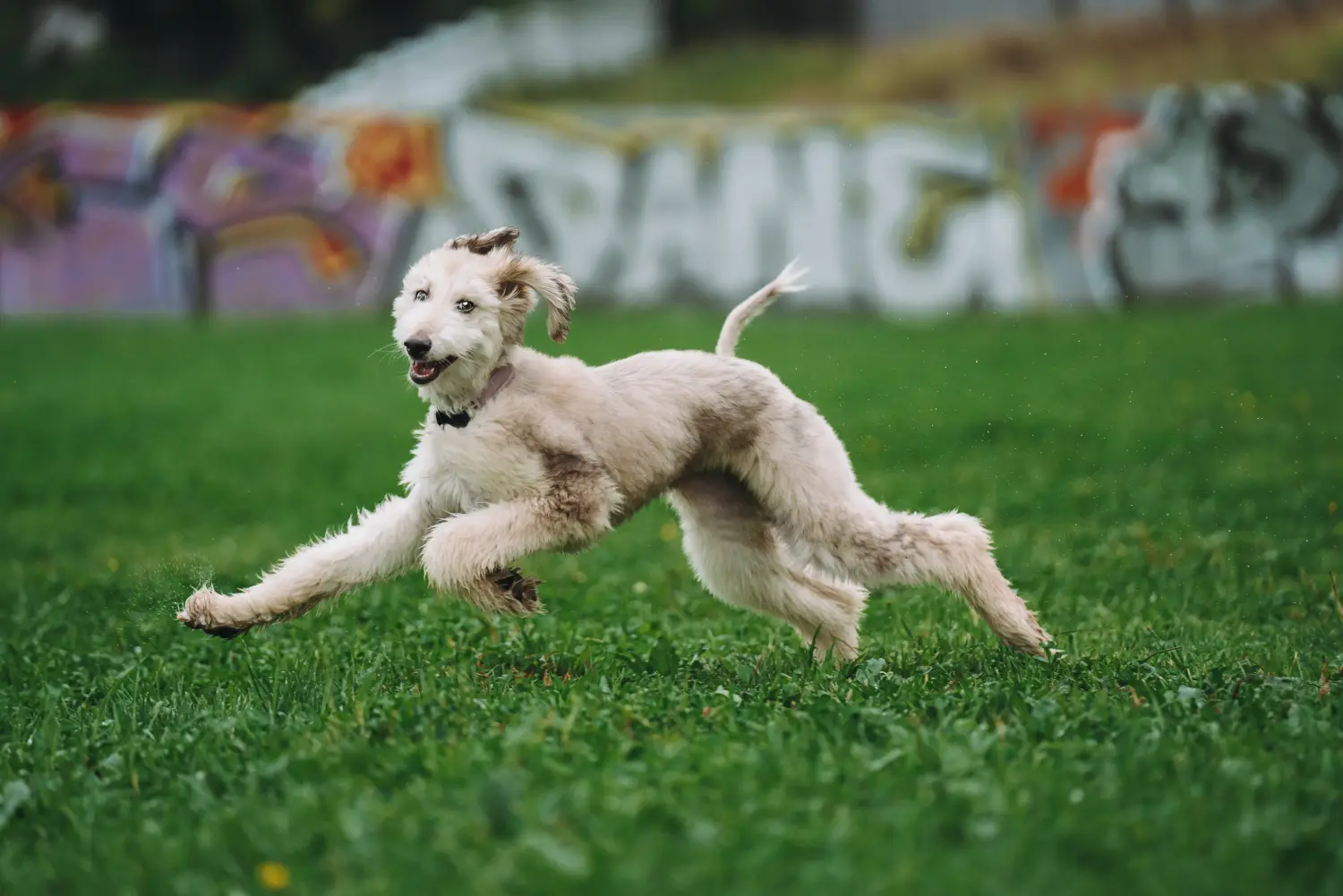 Buying an Afghan Hound puppy means taking responsibility! Buy Afghan Hound puppies.