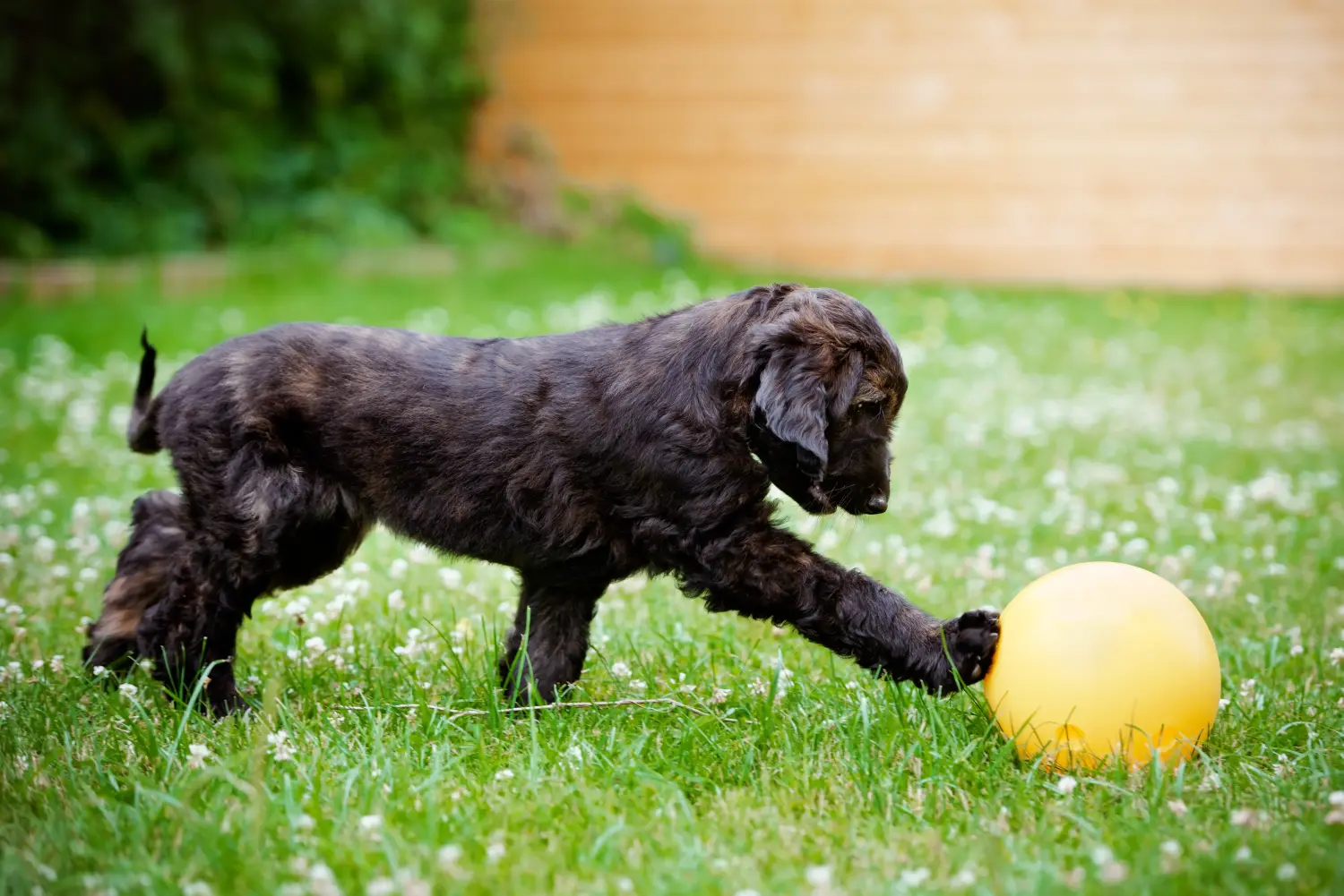 Buying an Afghan Hound puppy means taking responsibility! Buy Afghan Hound puppies.