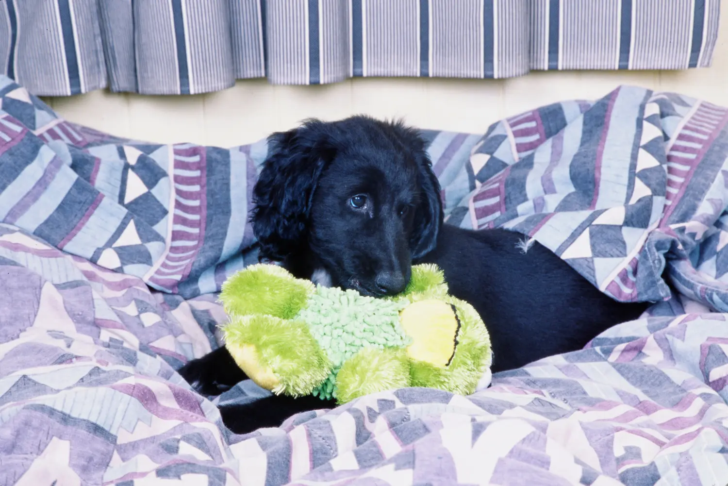 Buying an Afghan Hound puppy means taking responsibility! Buy Afghan Hound puppies.