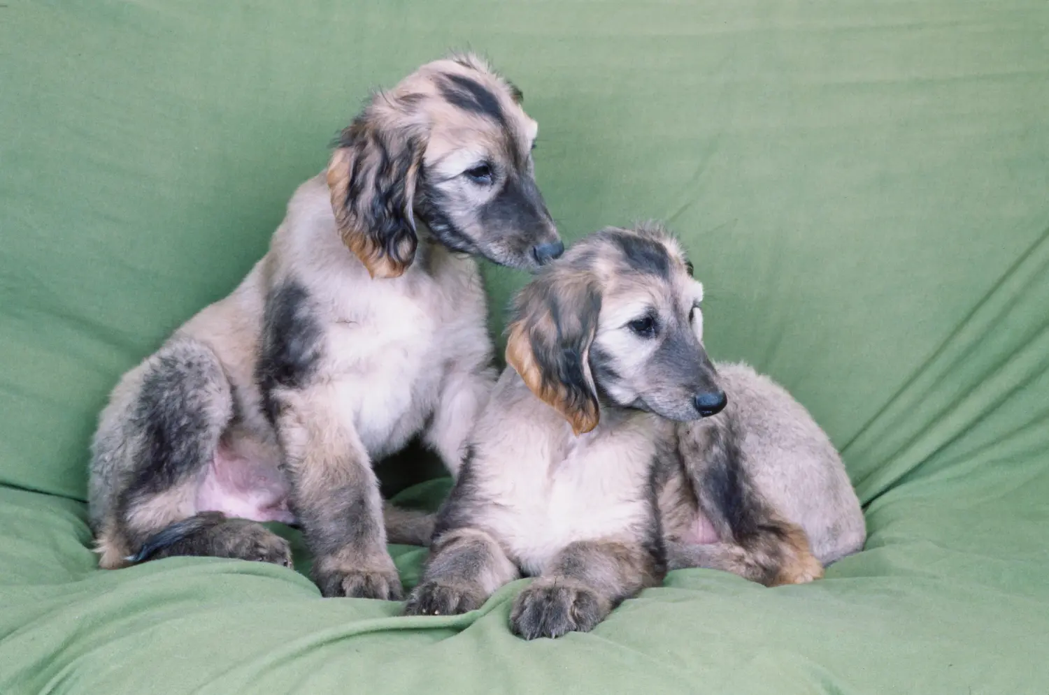 Buying an Afghan Hound puppy means taking responsibility! Buy Afghan Hound puppies.