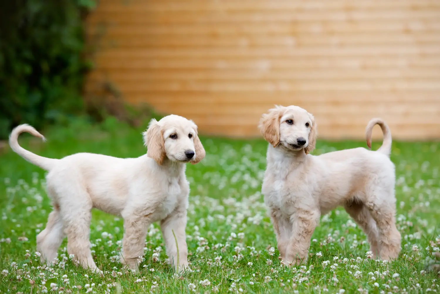 Buying an Afghan Hound puppy means taking responsibility! Buy Afghan Hound puppies.