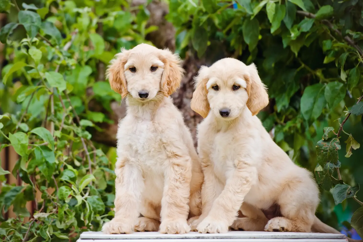 Buying an Afghan Hound puppy means taking responsibility! Buy Afghan Hound puppies.