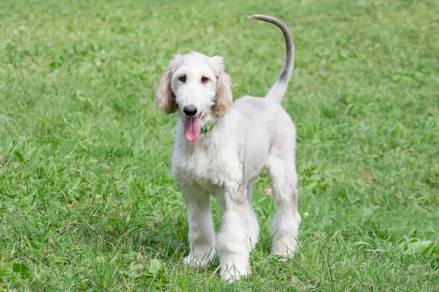 Buying an Afghan Hound puppy means taking responsibility! Buy Afghan Hound puppies.