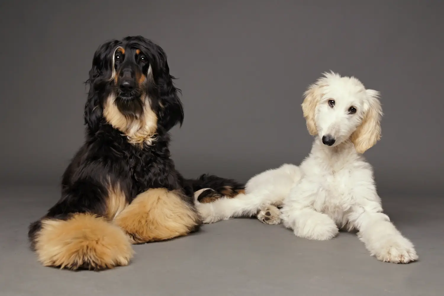 Buying an Afghan Hound puppy means taking responsibility! Buy Afghan Hound puppies.