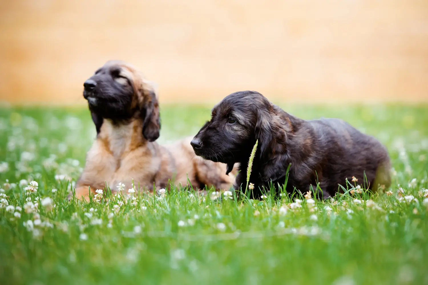 Buying an Afghan Hound puppy means taking responsibility! Buy Afghan Hound puppies.