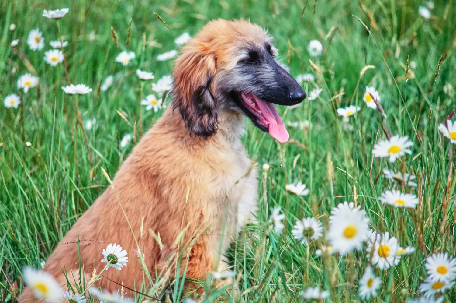 Buying an Afghan Hound puppy means taking responsibility! Buy Afghan Hound puppies.