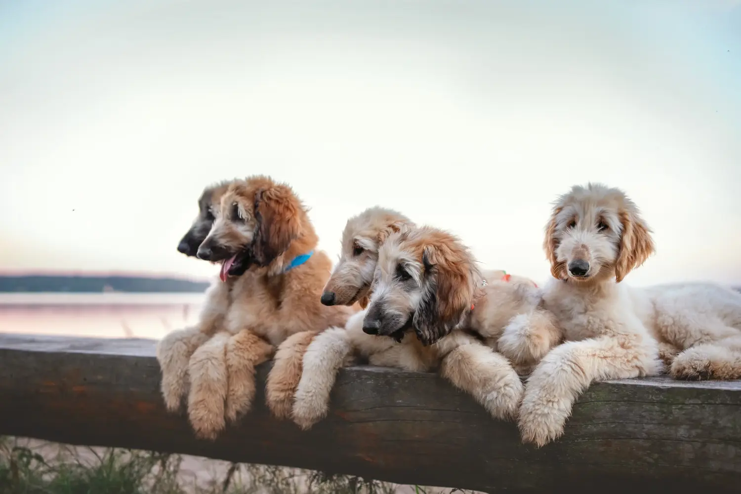 Buying an Afghan Hound puppy means taking responsibility! Buy Afghan Hound puppies.