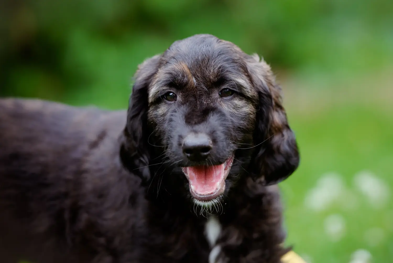 Buying an Afghan Hound puppy means taking responsibility! Buy Afghan Hound puppies.