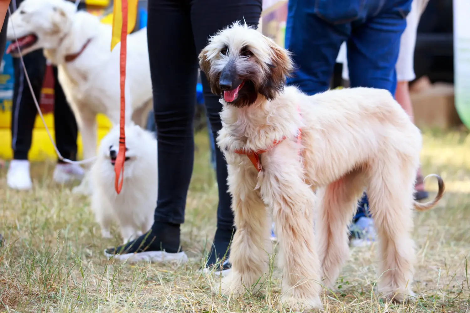 Buying an Afghan Hound puppy means taking responsibility! Buy Afghan Hound puppies.