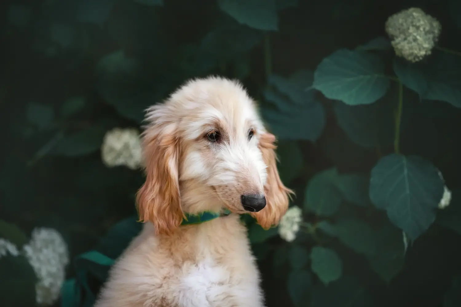 Buying an Afghan Hound puppy means taking responsibility! Buy Afghan Hound puppies.