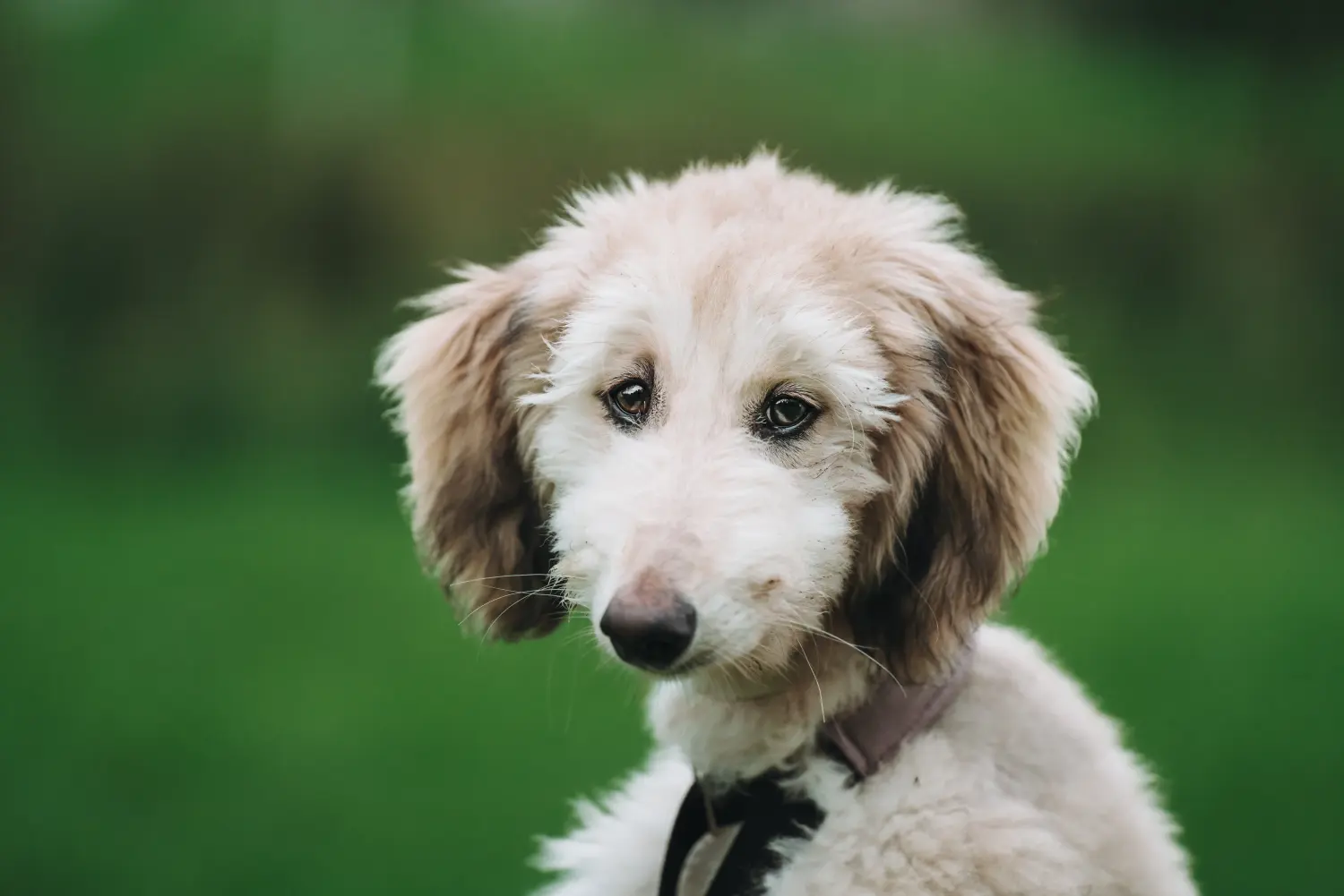 Buying an Afghan Hound puppy means taking responsibility! Buy Afghan Hound puppies.
