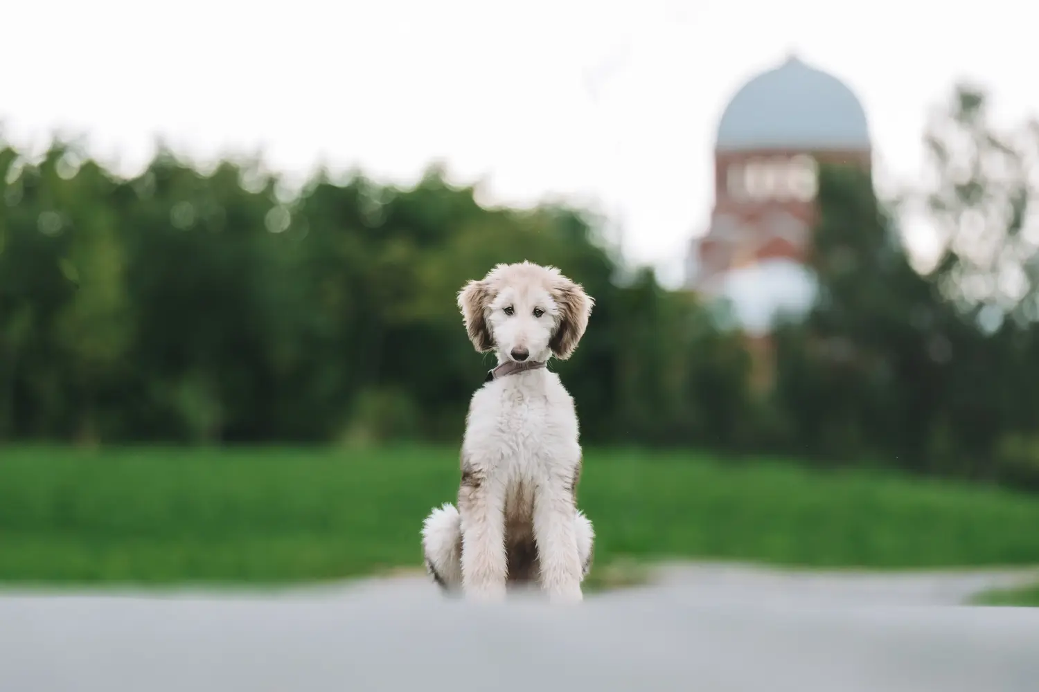 Buying an Afghan Hound puppy means taking responsibility! Buy Afghan Hound puppies.
