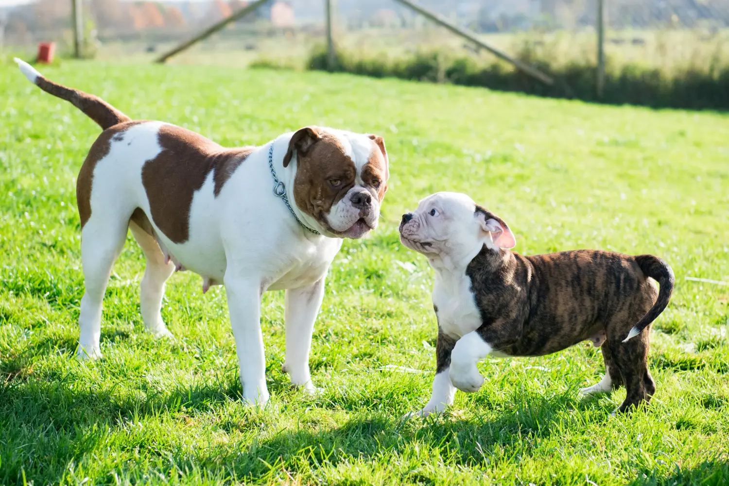 Buying an American Bulldog puppy means taking responsibility! Buy American Bulldog puppies.