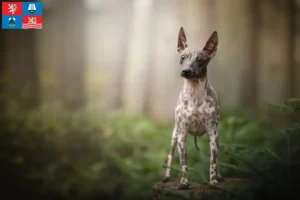 Read more about the article American Hairless Terrier breeders and puppies in Karlsbad