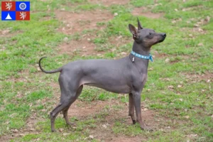 Read more about the article American Hairless Terrier breeders and puppies in Liberec