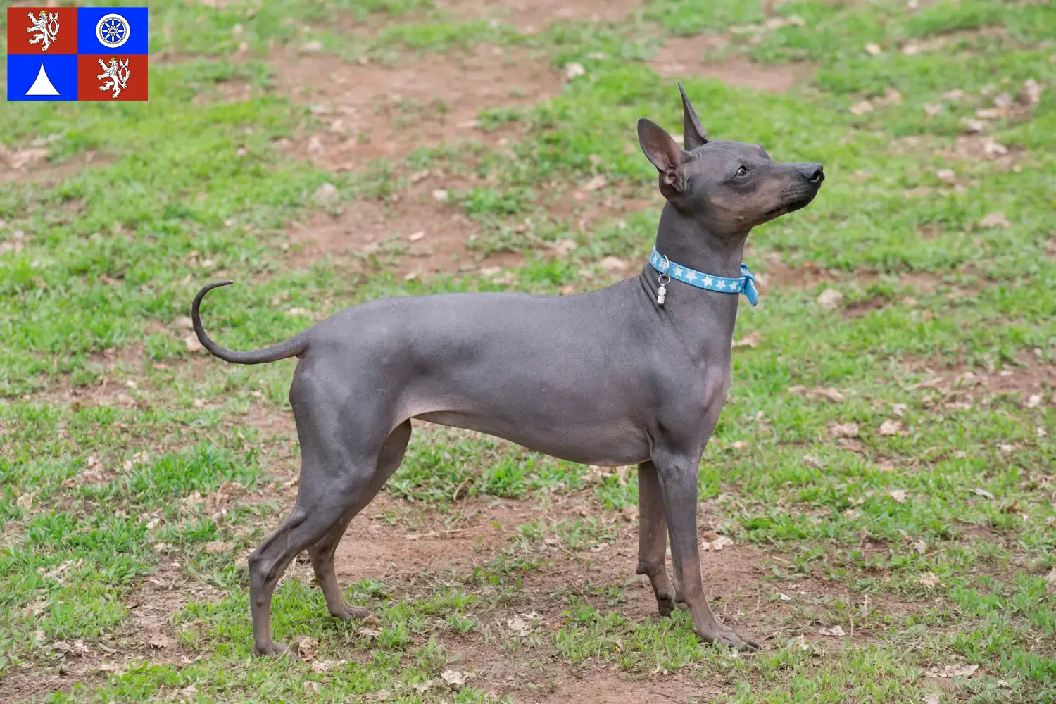 American Hairless Terrier puppies and breeders Liberec Find American Hairless Terrier breeders in Liberec here.