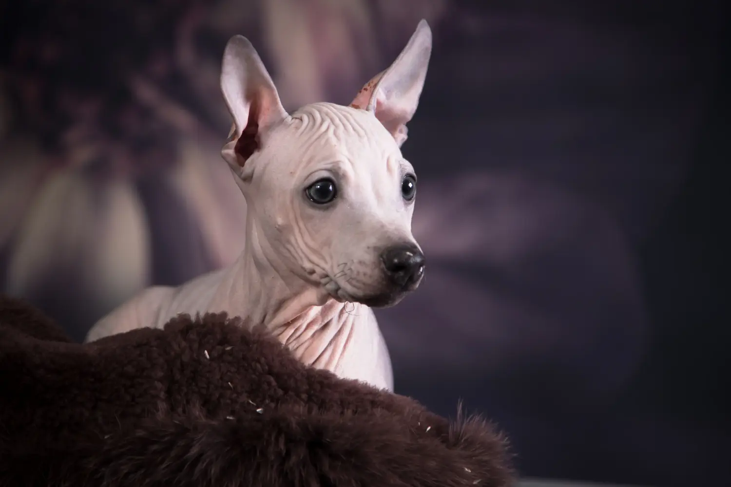 Buying an American Hairless Terrier puppy means taking responsibility! Buy American Hairless Terrier puppies.