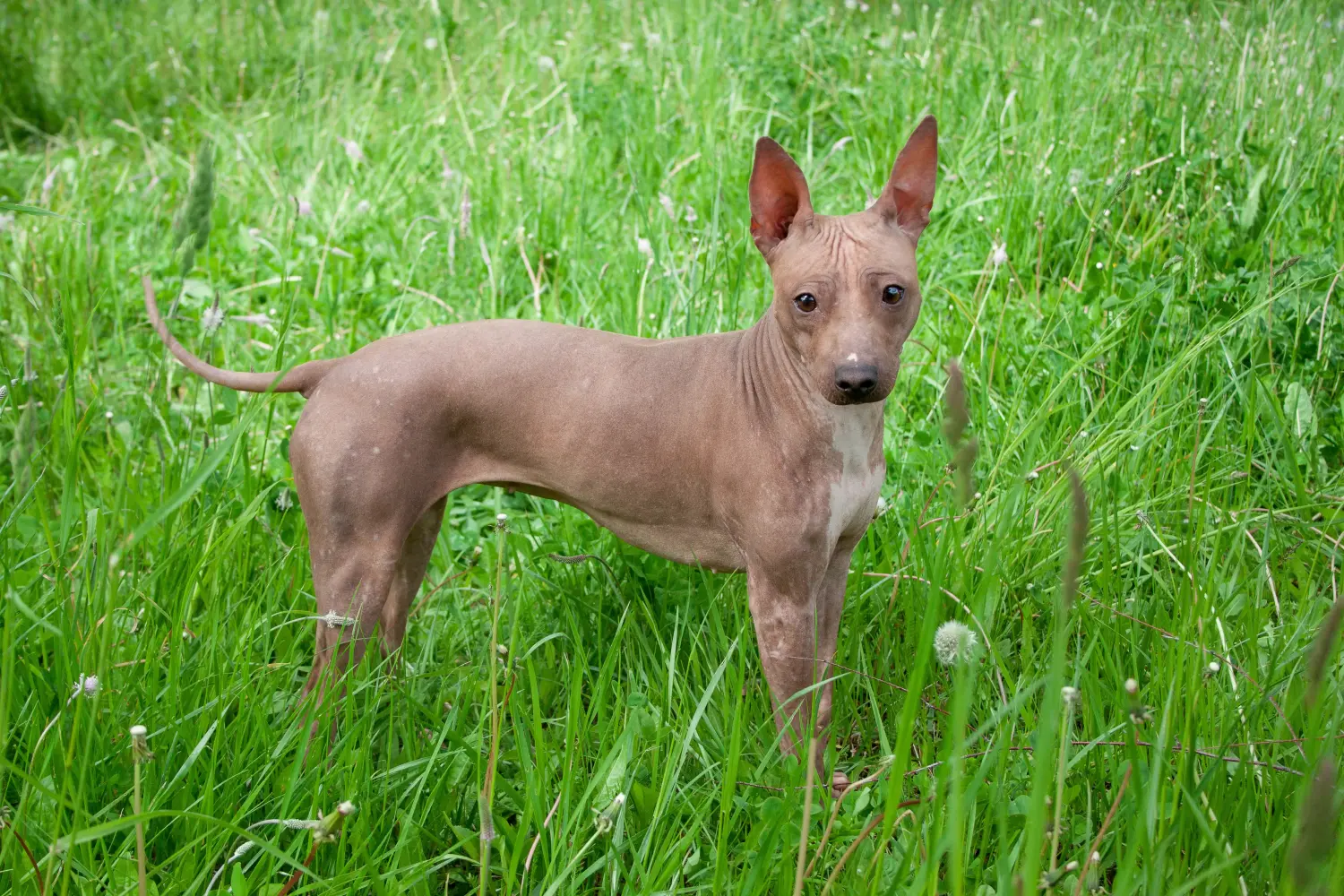 Buying an American Hairless Terrier puppy means taking responsibility! Buy American Hairless Terrier puppies.