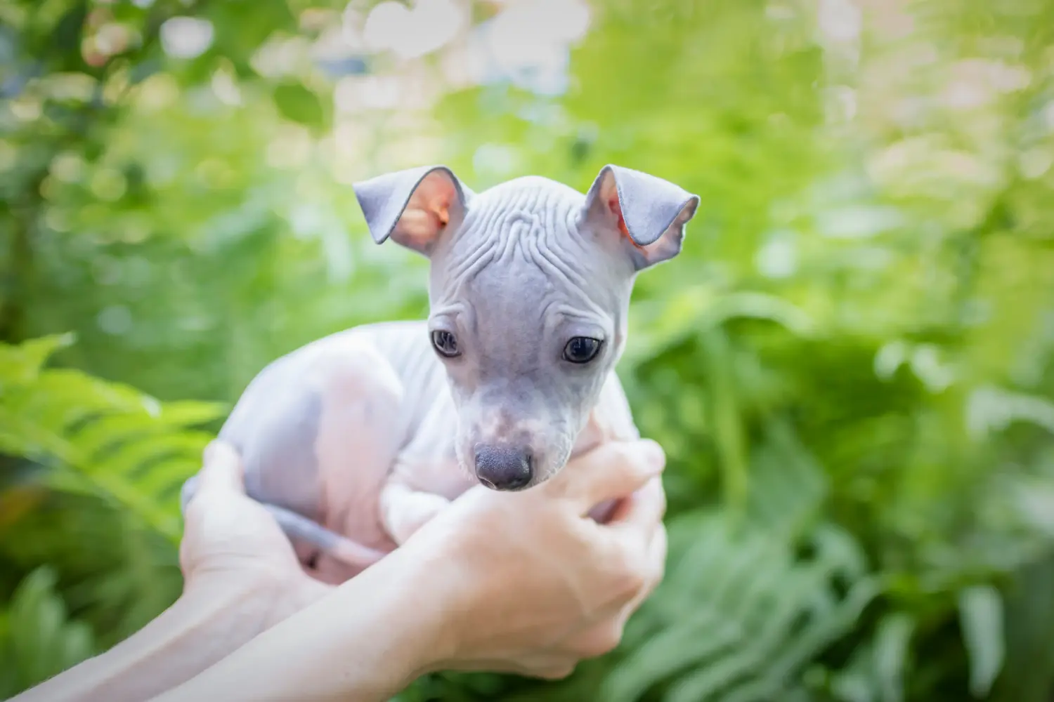 Buying an American Hairless Terrier puppy means taking responsibility! Buy American Hairless Terrier puppies.