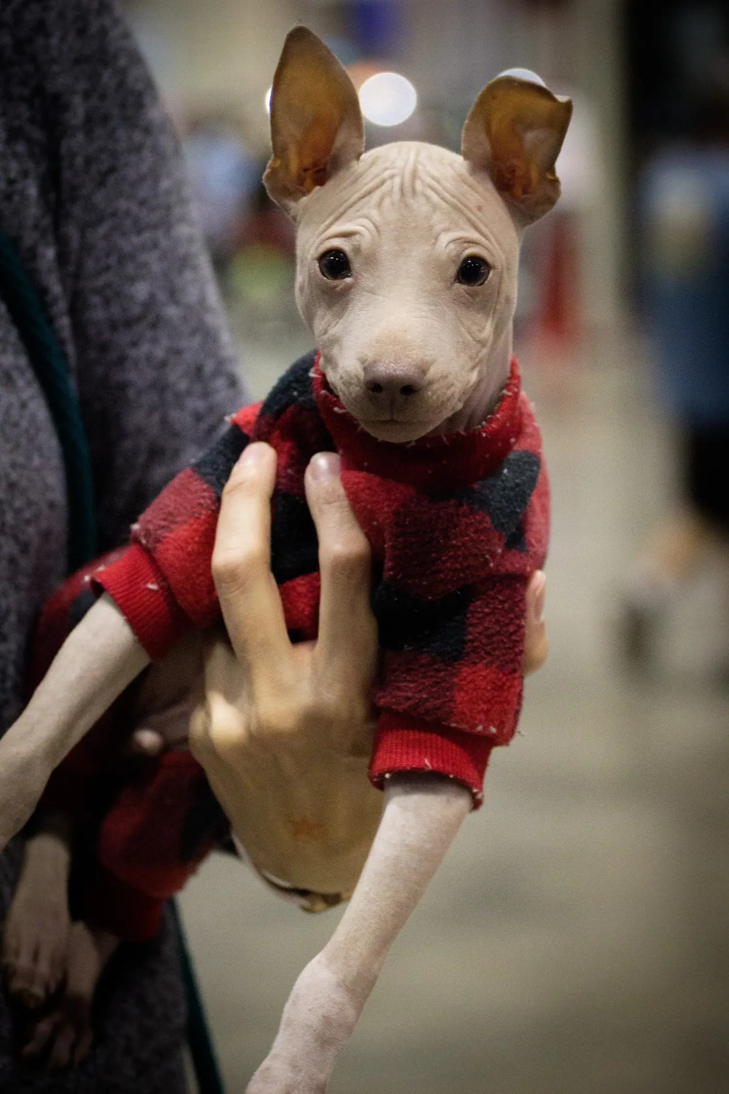 Buying an American Hairless Terrier puppy means taking responsibility! Buy American Hairless Terrier puppies.