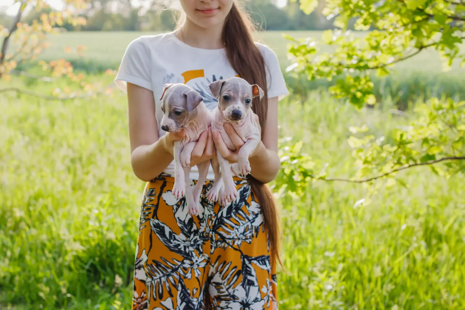 Buying an American Hairless Terrier puppy means taking responsibility! Buy American Hairless Terrier puppies.