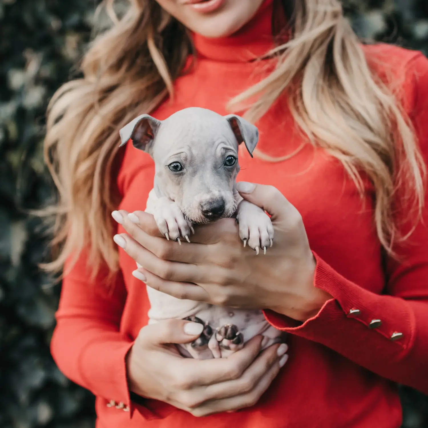 Buying an American Hairless Terrier puppy means taking responsibility! Buy American Hairless Terrier puppies.