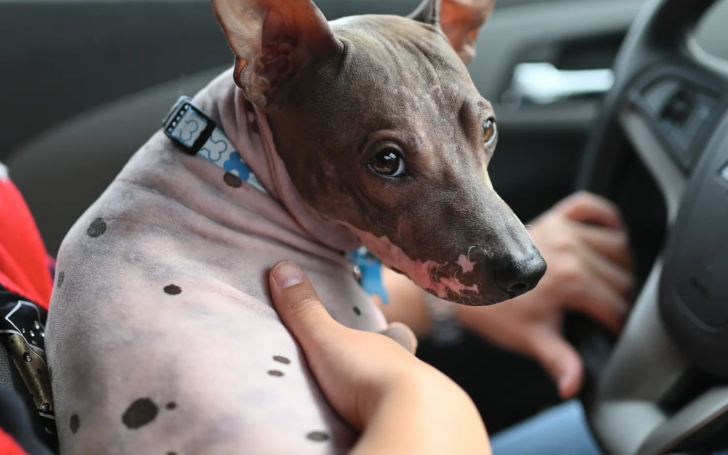 Buying an American Hairless Terrier puppy means taking responsibility! Buy American Hairless Terrier puppies.