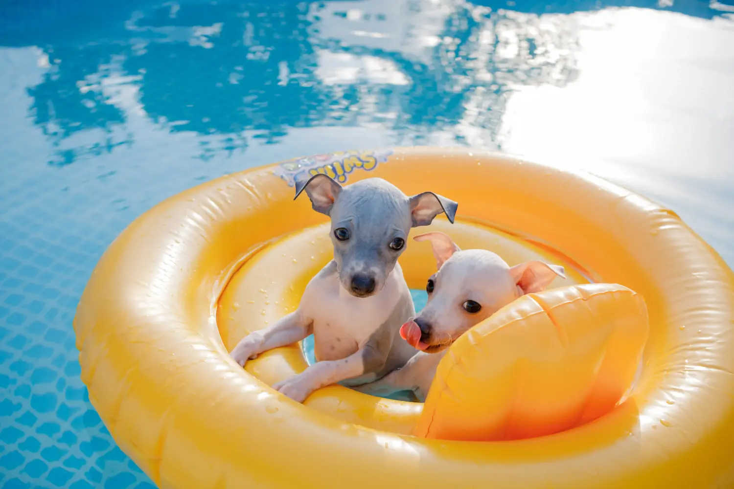 Buying an American Hairless Terrier puppy means taking responsibility! Buy American Hairless Terrier puppies.