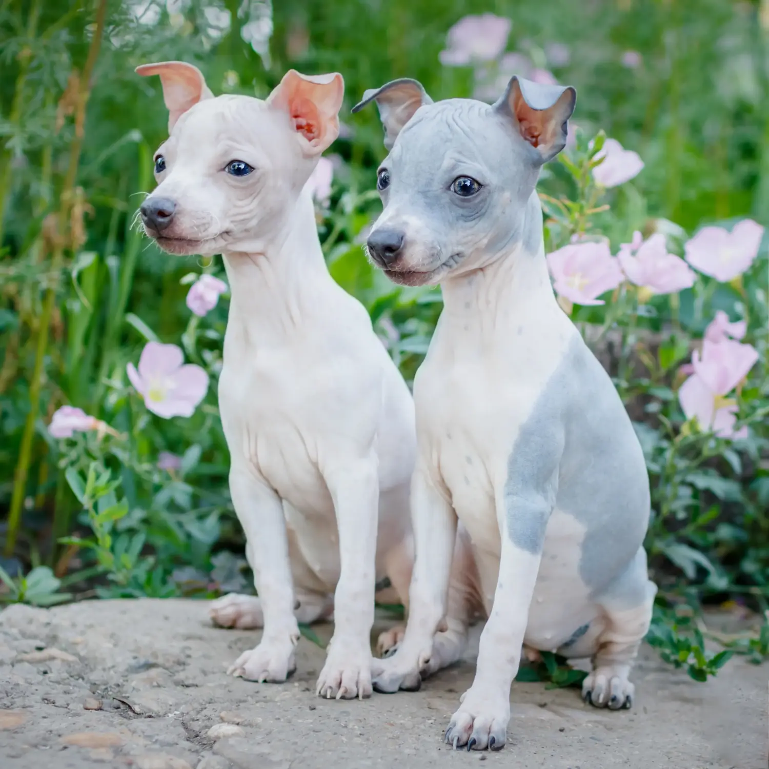 Buying an American Hairless Terrier puppy means taking responsibility! Buy American Hairless Terrier puppies.