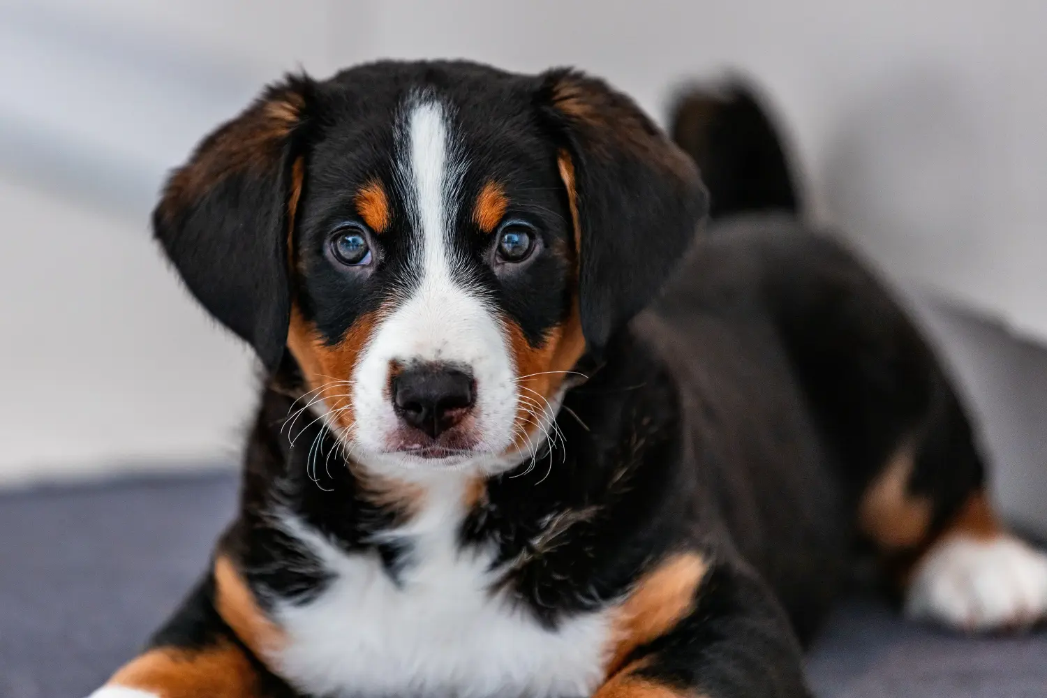 Buying an Appenzeller Mountain Dog puppy means taking responsibility! Buy Appenzell Mountain Dog puppies.
