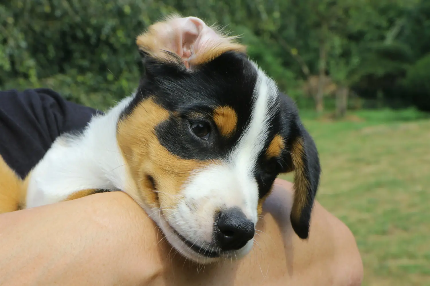 Buying an Appenzeller Mountain Dog puppy means taking responsibility! Buy Appenzell Mountain Dog puppies.