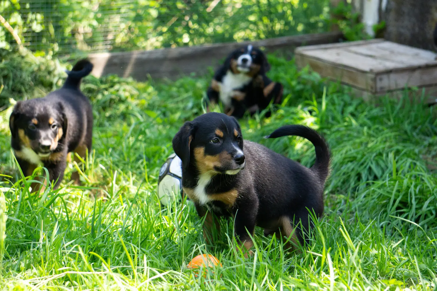 Buying an Appenzeller Mountain Dog puppy means taking responsibility! Buy Appenzell Mountain Dog puppies.